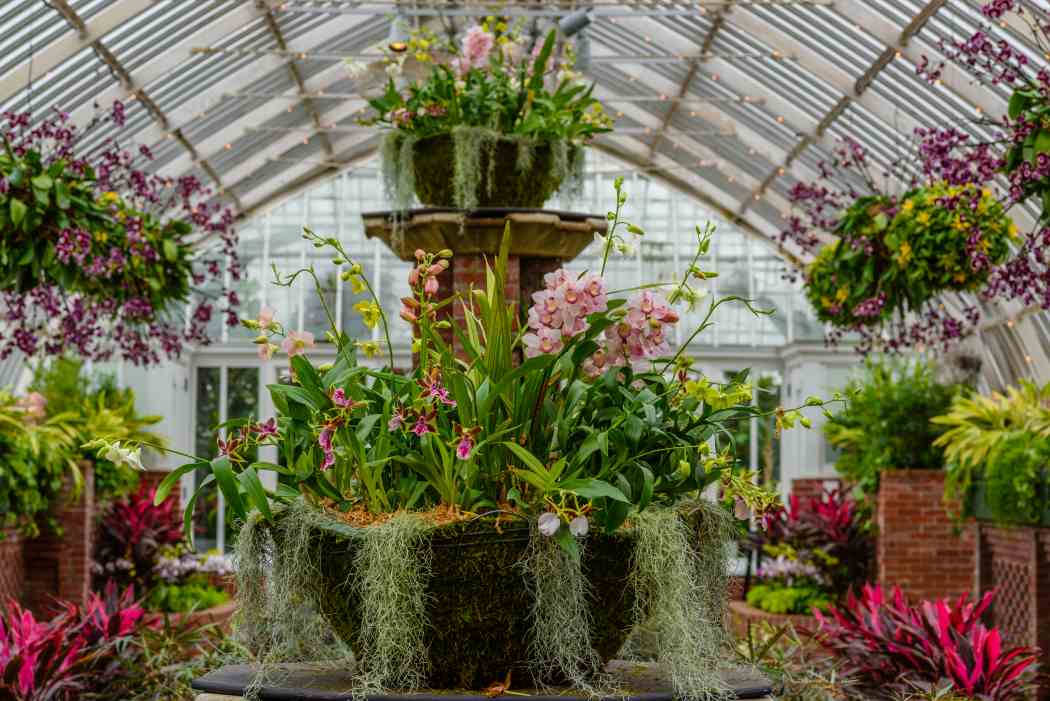 Orchid and Tropical Bonsai Show 2018