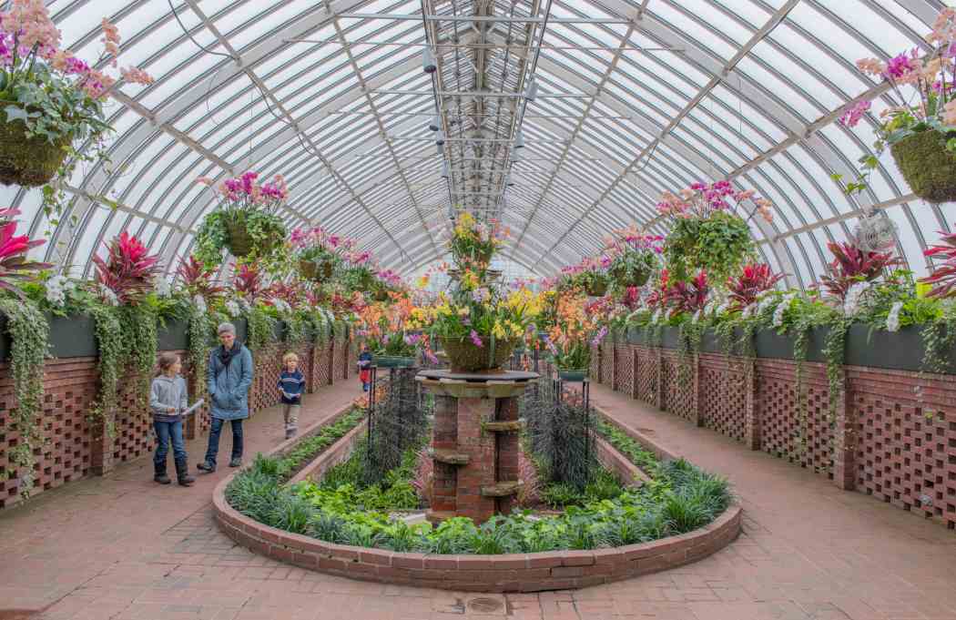 Orchid and Tropical Bonsai Show 2015