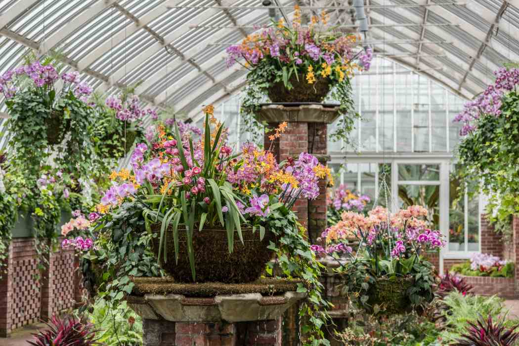 Orchid and Tropical Bonsai Show 2016