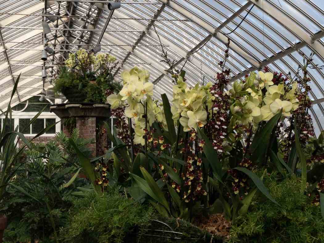 Orchid and Tropical Bonsai Show 2019: Eye Candy