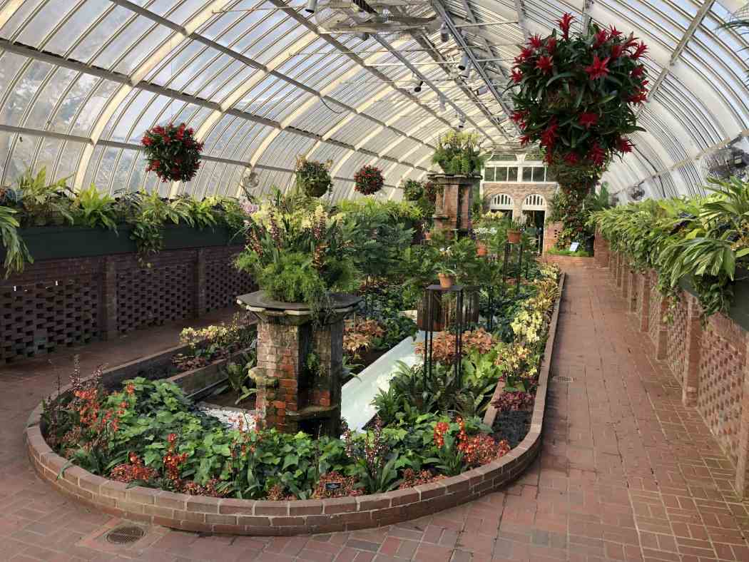 Orchid and Tropical Bonsai Show 2019: Eye Candy