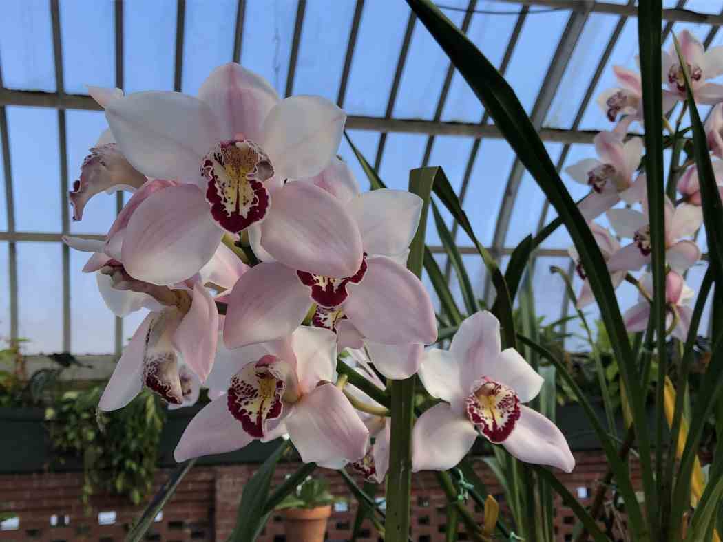 Orchid and Tropical Bonsai Show 2019: Eye Candy