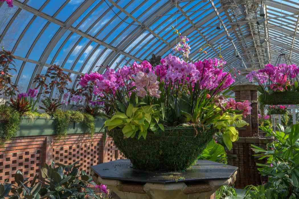 Orchid and Tropical Bonsai Show 2021: A Splash of Brilliance