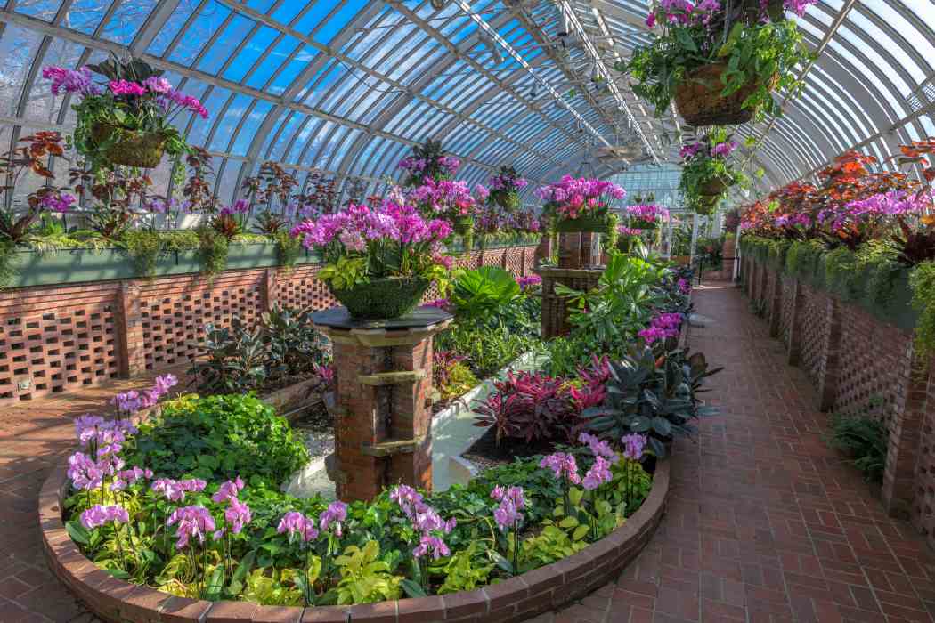 Orchid and Tropical Bonsai Show 2021: A Splash of Brilliance