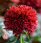 Fall Flower Show: Happy Troll‑O‑Ween! Fall Flower Show: Happy Troll‑O‑Ween!
