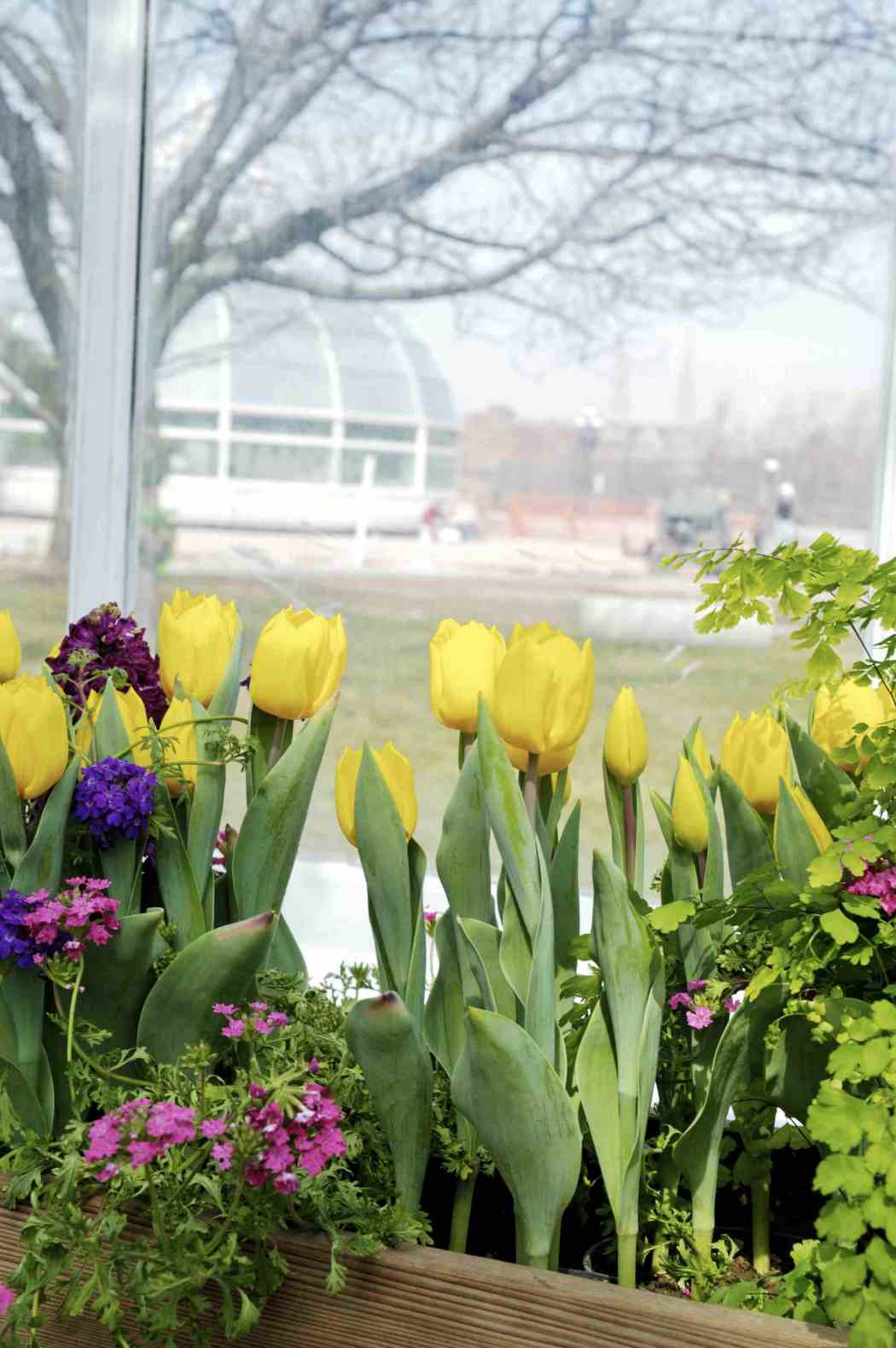 Spring Flower Show 2005: Colorful New Beginnings