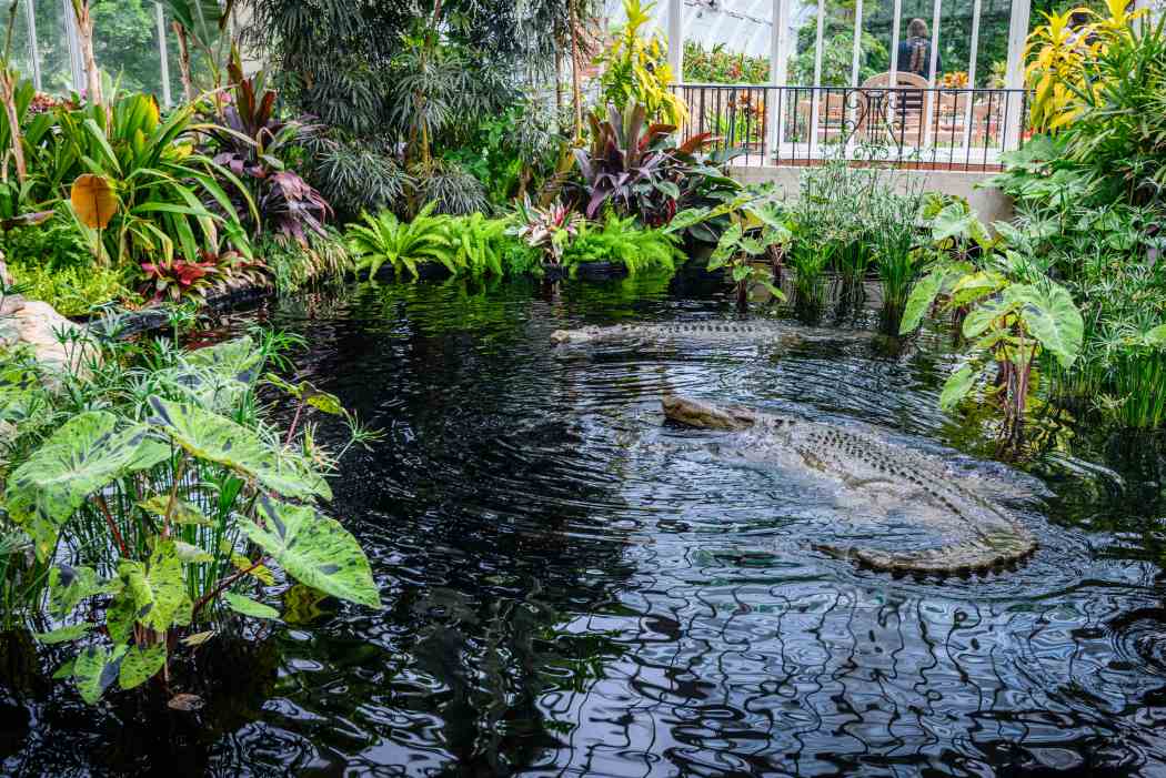 Summer Flower Show 2025: Jungle Quest