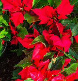 Holiday Magic! Winter Flower Show and Light Garden Holiday Magic! Winter Flower Show and Light Garden