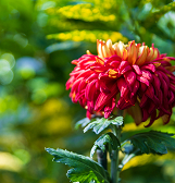 Fall Flower Show: Visions of Japan