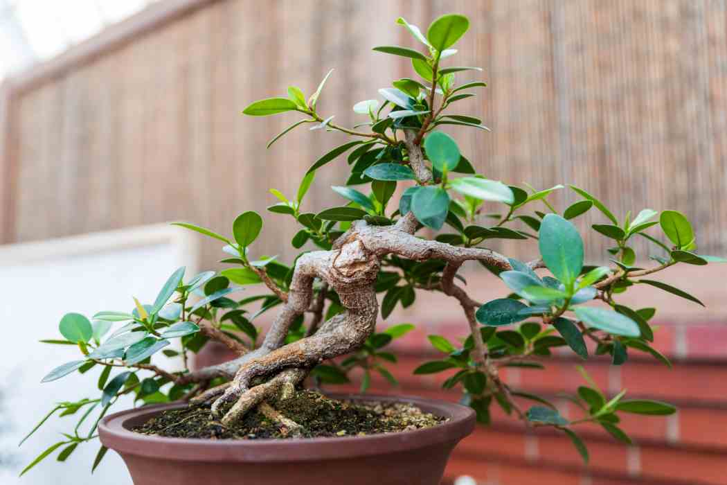 Orchid and Tropical Bonsai Show 2020: Out of This World