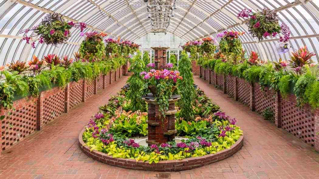 Orchid and Tropical Bonsai Show 2020: Out of This World