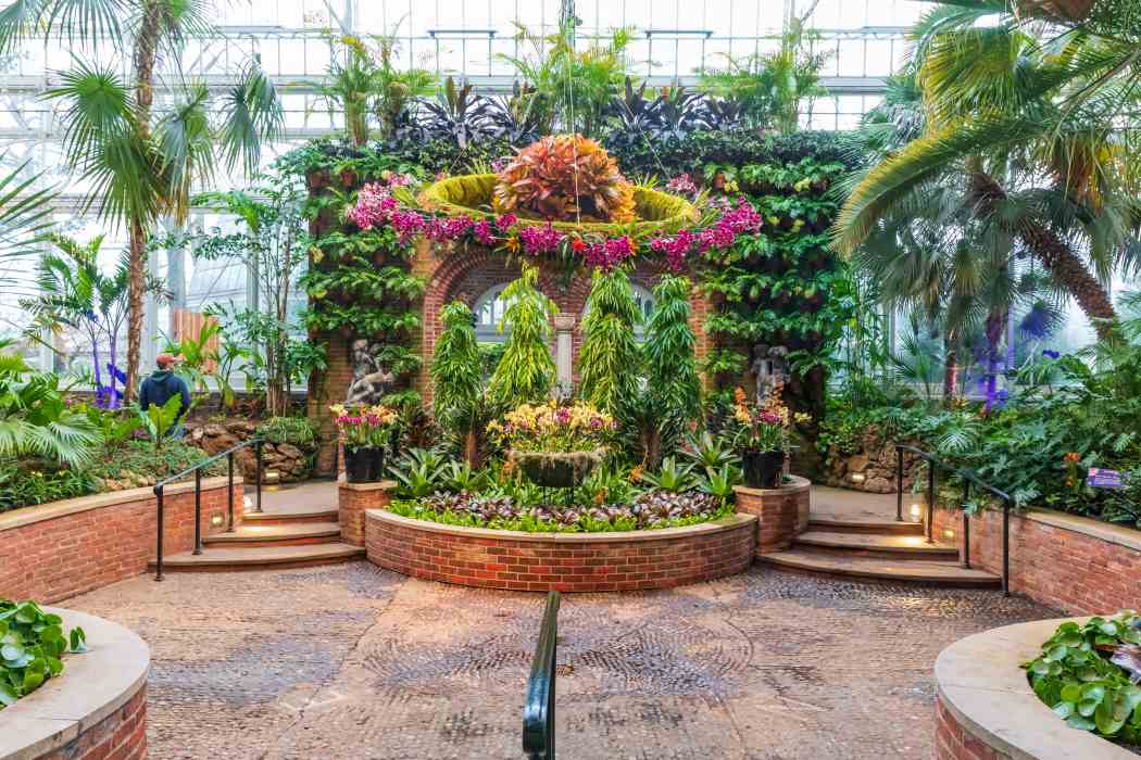Orchid and Tropical Bonsai Show 2020: Out of This World