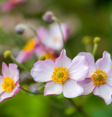 Summer Flower Show: Alice’s Adventures in Wonderland