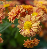 Fall Flower Show: Visions of Japan