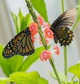 Butterfly Forest Butterfly Forest