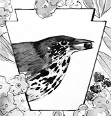 Birds and Botany: Works by Ashley Cecil Birds and Botany: Works by Ashley Cecil