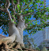 Valentine’s Night at Phipps