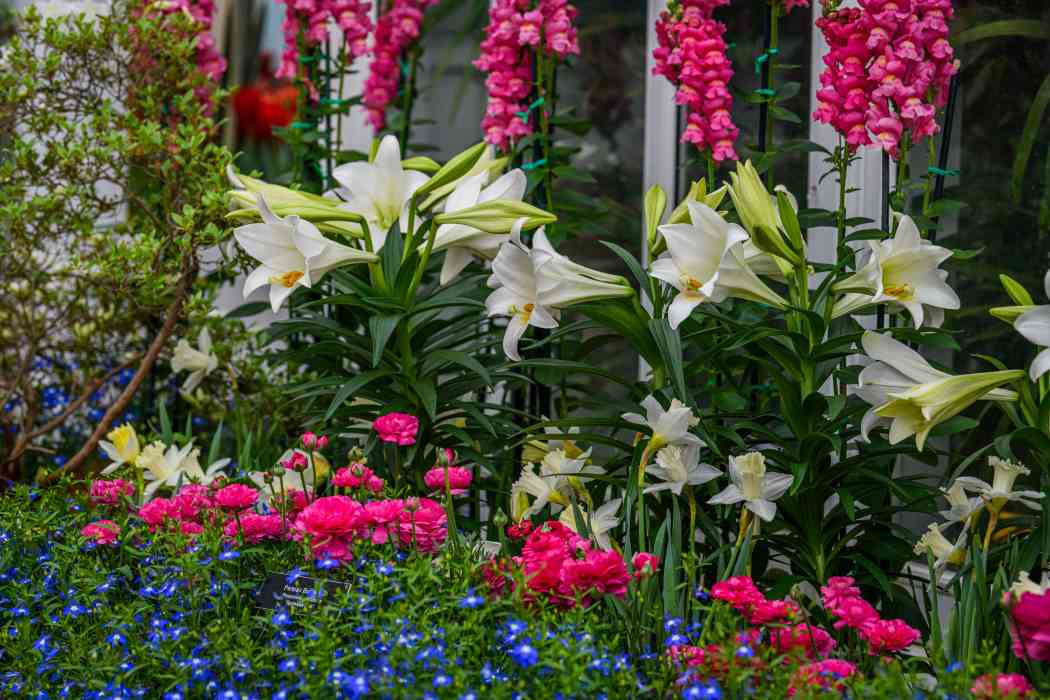 Spring Flower Show 2026: True Colors