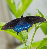 Butterfly Forest Butterfly Forest