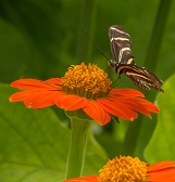 Butterfly Forest Butterfly Forest