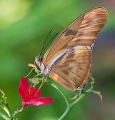 Butterfly Forest Butterfly Forest