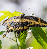 Butterfly Forest