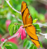 Butterfly Forest