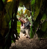 Tropical Forest Congo Festival Tropical Forest Congo Festival