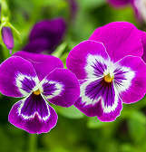 Spring Flower Show: Five Senses of Splendor Spring Flower Show: Five Senses of Splendor