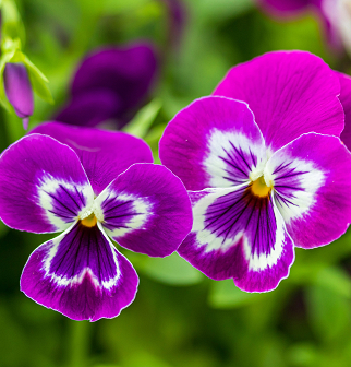 Spring Flower Show: Five Senses of Splendor