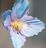 Spring Flower Show: Five Senses of Splendor