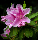Spring Flower Show: Five Senses of Splendor Spring Flower Show: Five Senses of Splendor