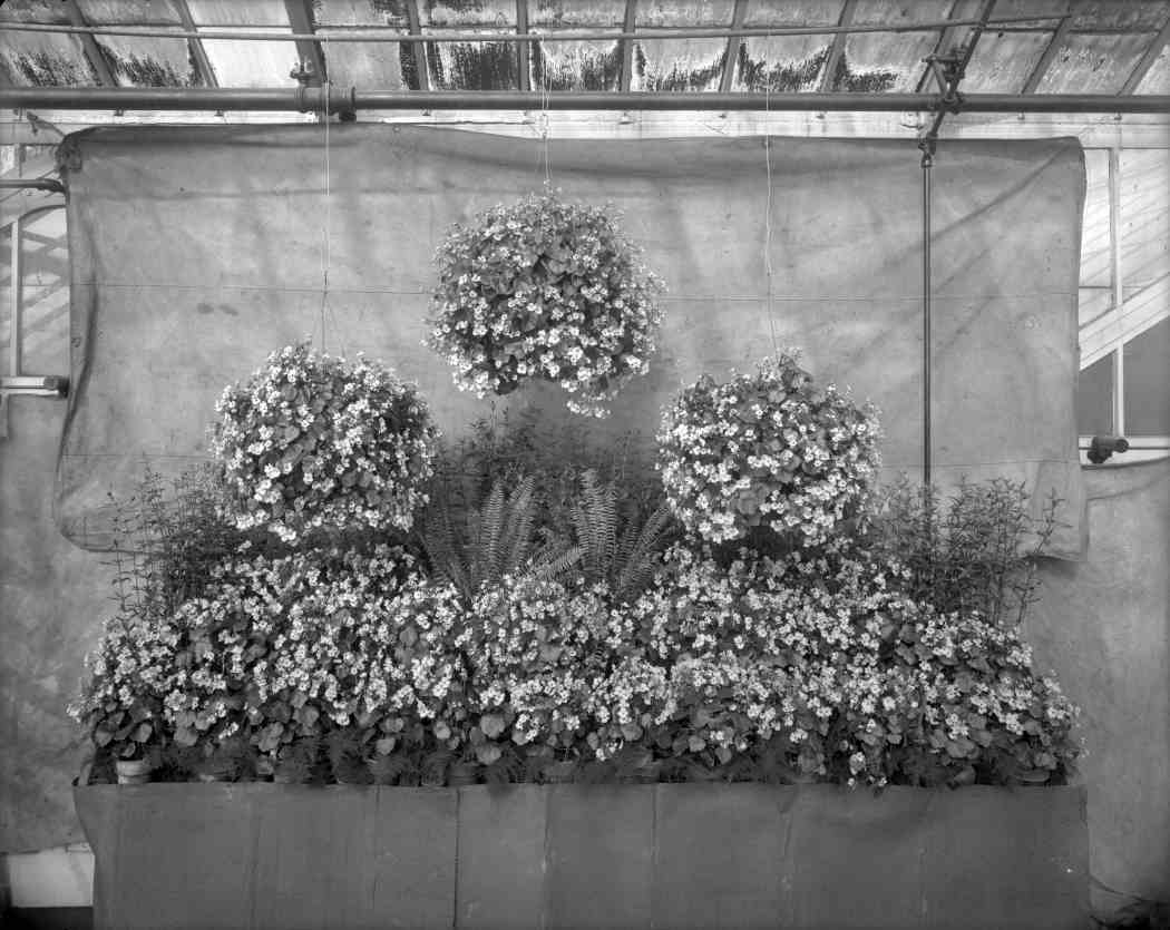 Fall Flower Show 1908