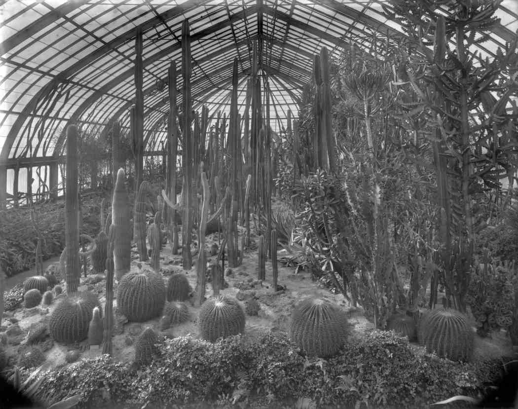 Fall Flower Show 1908