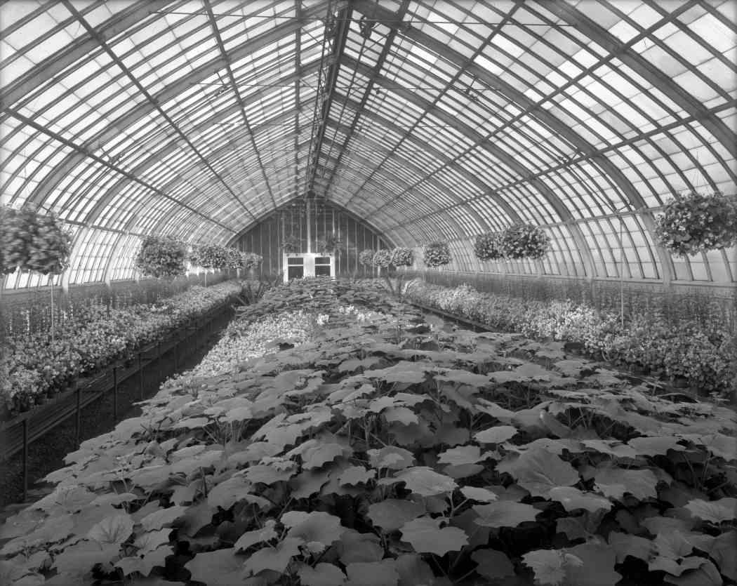 Fall Flower Show 1908