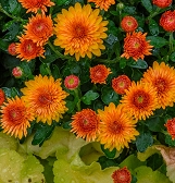 Fall Flower Finale for SUPER. NATURAL. Fall Flower Finale for SUPER. NATURAL.