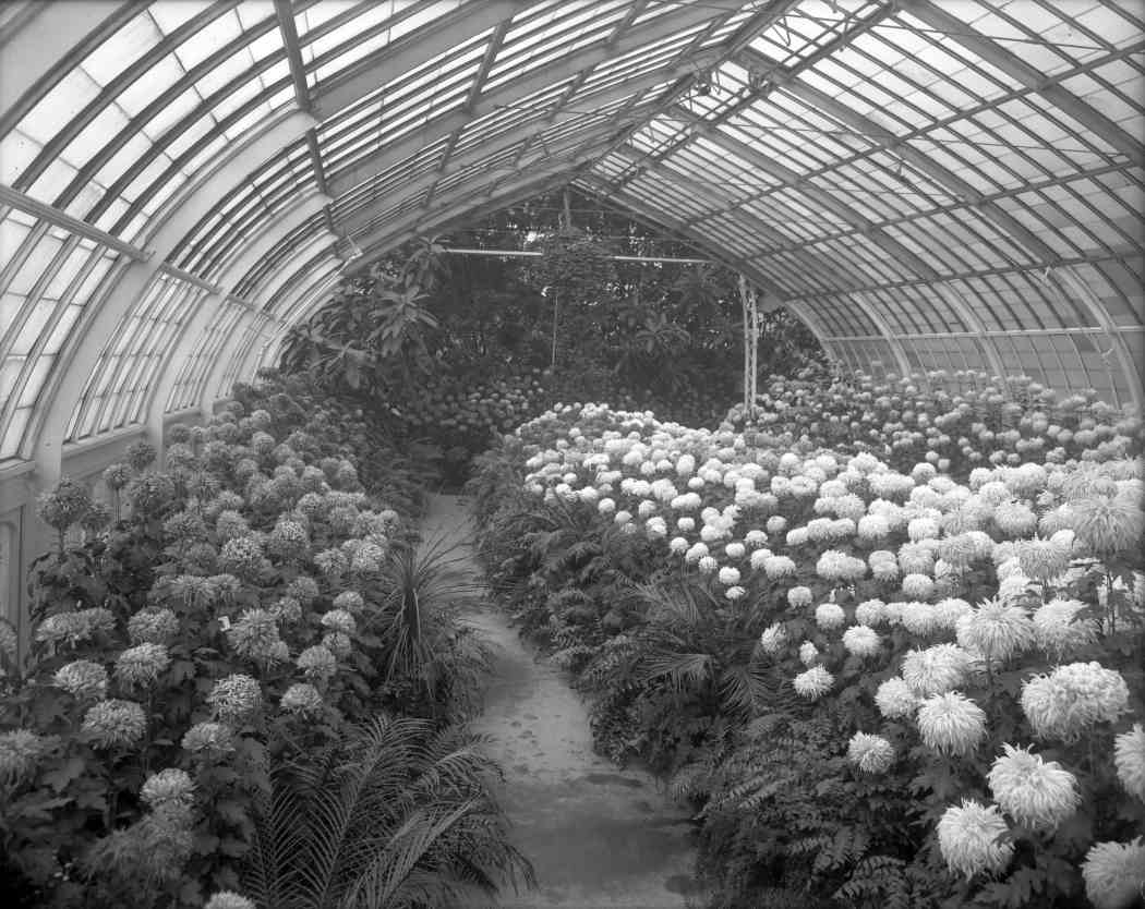 Fall Flower Show 1907