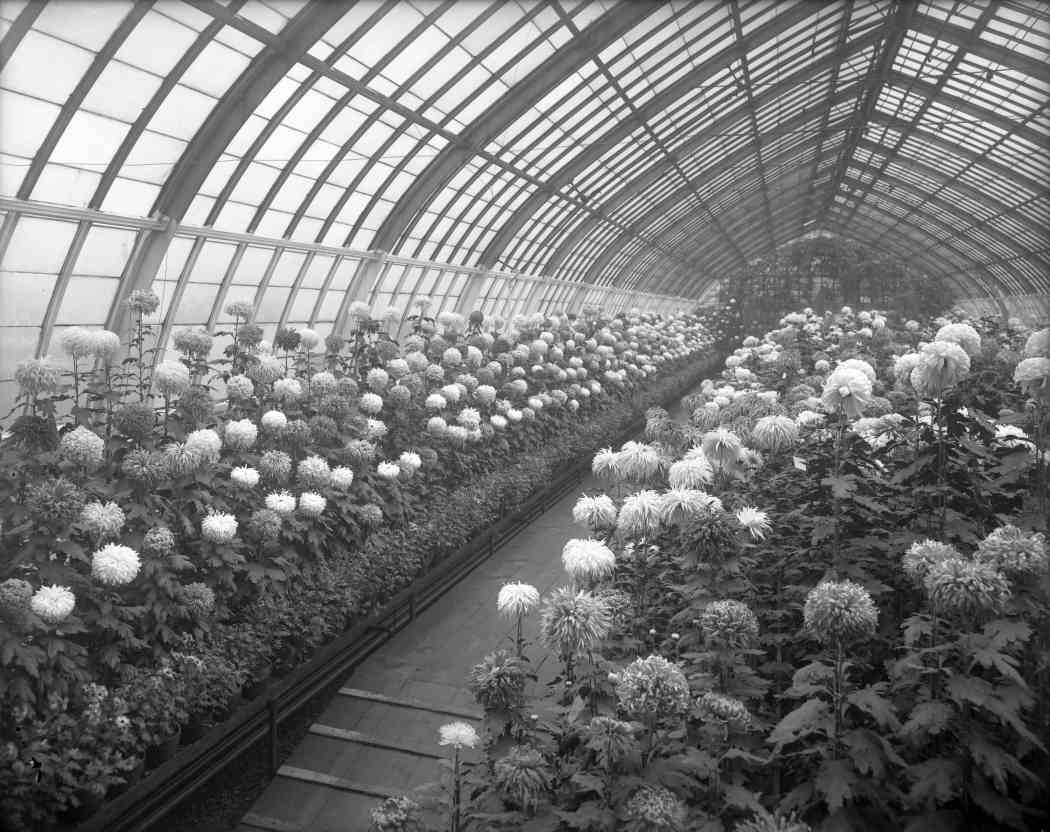 Fall Flower Show 1907