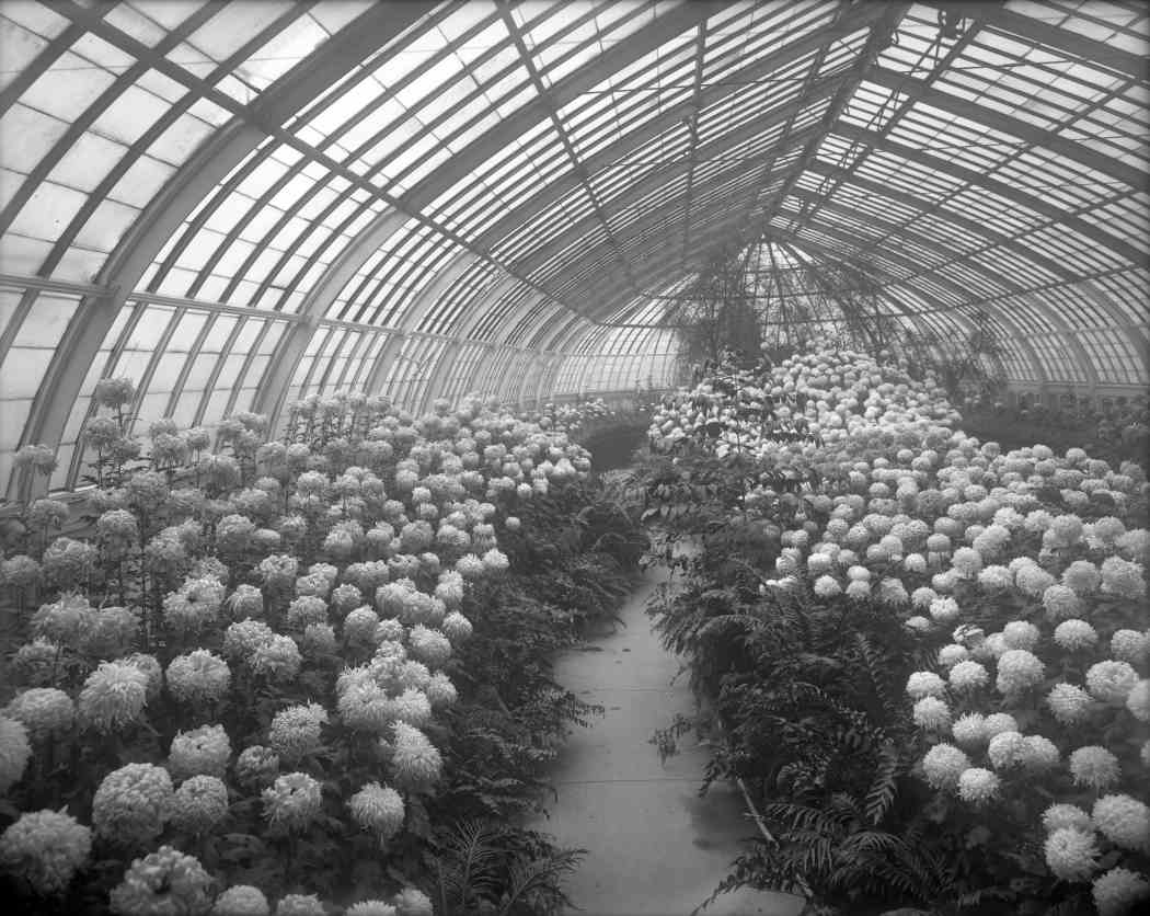 Fall Flower Show 1907