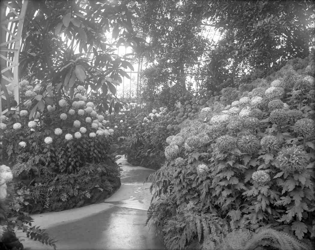 Fall Flower Show 1907