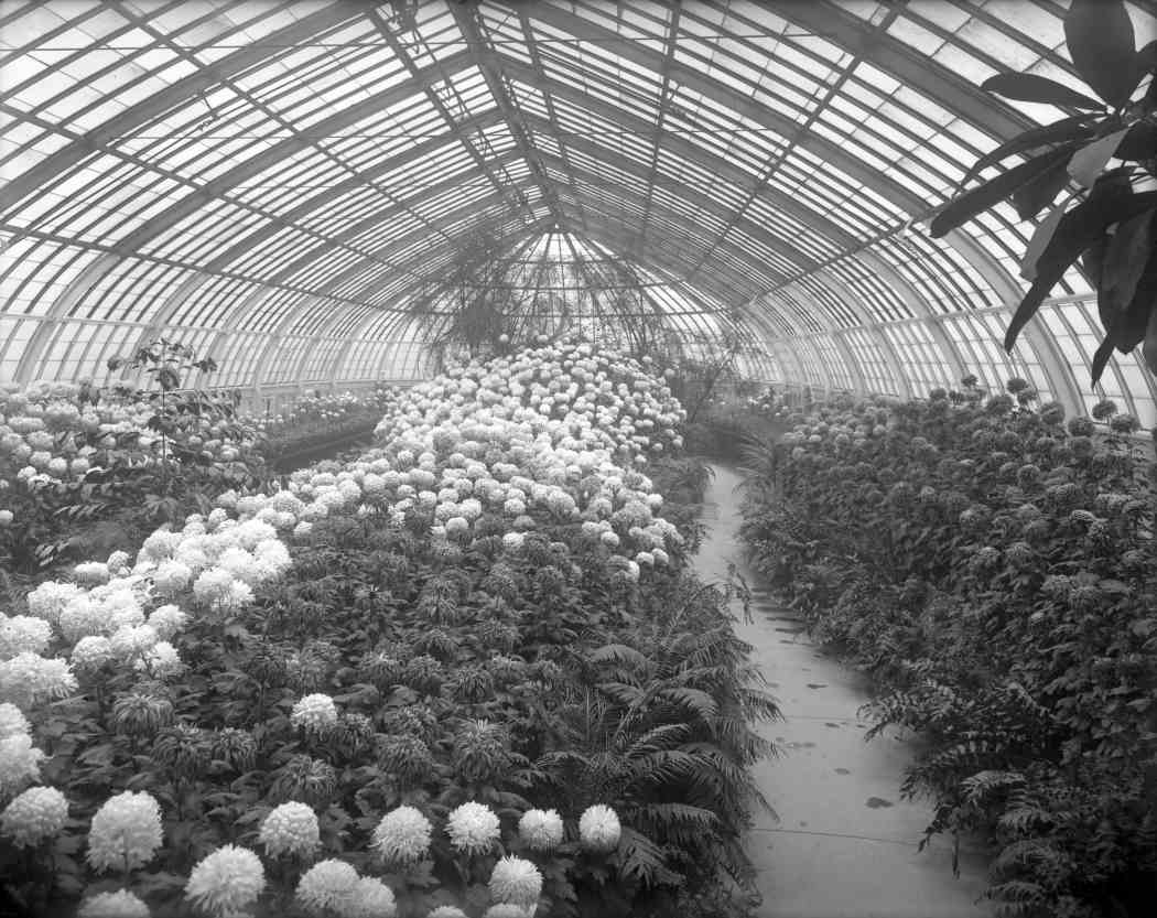 Fall Flower Show 1907