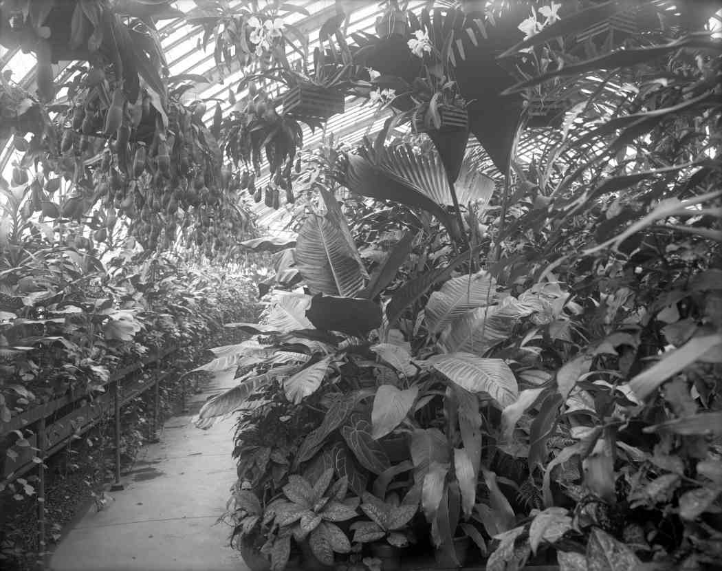 Fall Flower Show 1907