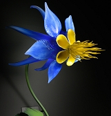 SUPER. NATURAL. Glass Art by Jason Gamrath SUPER. NATURAL. Glass Art by Jason Gamrath