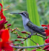 National Pollinator Week National Pollinator Week