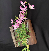 Lisa Meek’s BiblioBotany Lisa Meek’s BiblioBotany