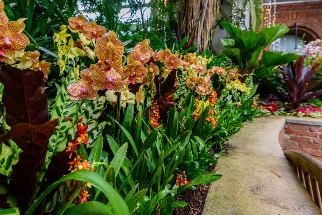 Orchid and Tropical Bonsai Show 2018
