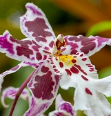 Orchid and Tropical Bonsai Show: Eye Candy Orchid and Tropical Bonsai Show: Eye Candy