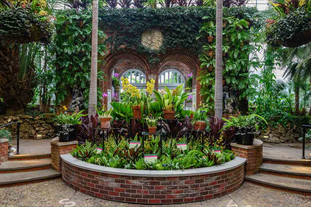 Orchid and Tropical Bonsai Show 2018