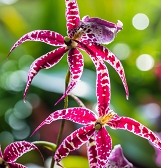 Orchid and Tropical Bonsai Show: Eye Candy Orchid and Tropical Bonsai Show: Eye Candy