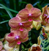 Orchid and Tropical Bonsai Show: Eye Candy Orchid and Tropical Bonsai Show: Eye Candy
